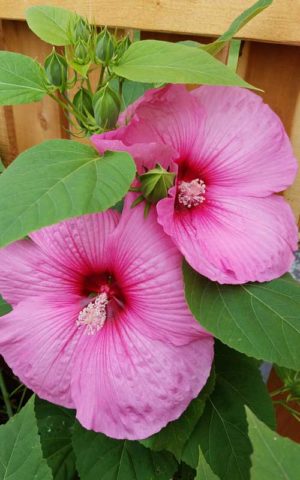 Fresh Hibiscus Tea - Sparkles of Yum