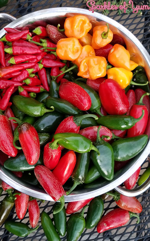 A stainless steel bowl filled with jalapenos, habaneros, and Thai chili peppers.