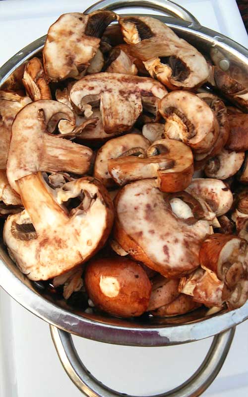 These Healthy Grilled Mushrooms are so easy to make, and they are beyond tasty. Good luck getting them to the table, they just might disappear before making it that far!