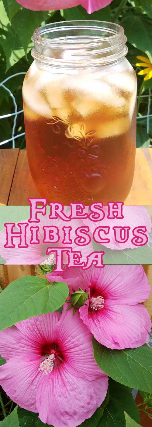 Fresh Hibiscus Tea